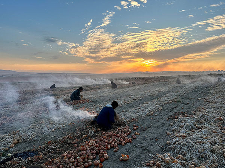 Isigin hasadi. Harvest of light.