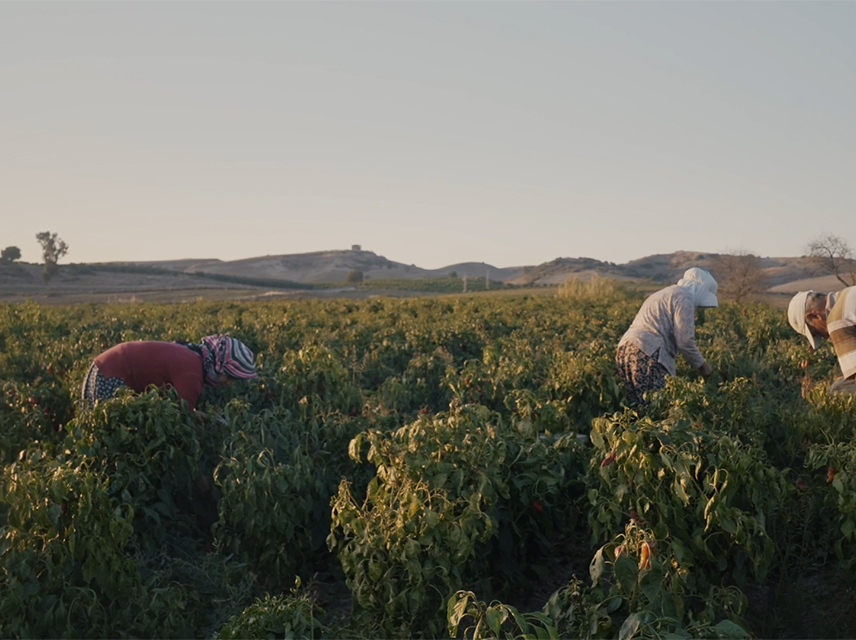 Domates Biber Depresyon.